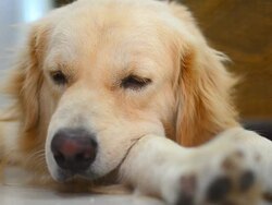 Sleepy Golden Retriever Dog Stock Footage