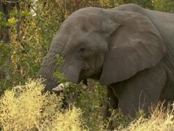 MS Shot of elephant raising trunk to smell air then continues to graze / Okavango Delta, North-West District, Botswana Stock Footage