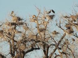 WS Great blue herons in rookery at sunset with lots of action and flight / Boulder, Colorado, United States Stock Footage