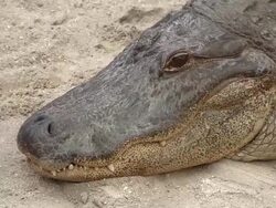 CU Alligator/ Fort Lauderdale, Florida, United States Stock Footage