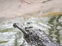 Crocodile Stock Footage