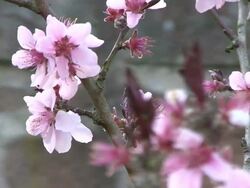 CU Blooming almond tree / Kastel-Staadt, Rhineland-Palatinate, Germany Stock Footage