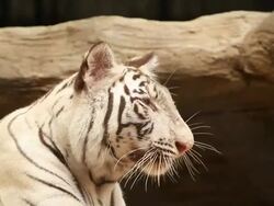 White tiger Stock Footage
