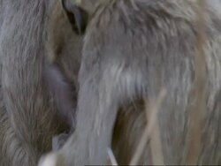 Baboon searching other baboon, CU, Tanzania Stock Footage