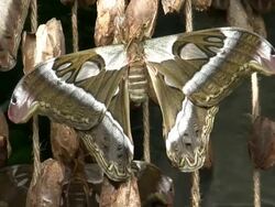 Atlas Moth Stock Footage