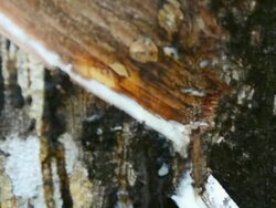 panning : rubber latex trail on rubber tree trunk Stock Footage