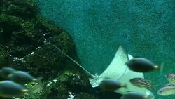 Aquarium tank Stock Footage