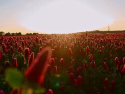 SLO MO Field of crimson clover at sunset Stock Footage