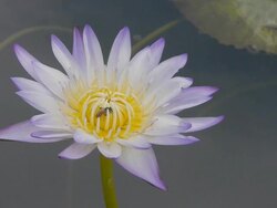 Purple water lily Stock Footage