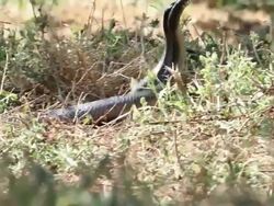Snake (Coluber jugularis) fighting dance, Israel Stock Footage