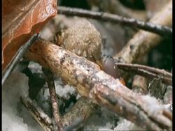 MCU 2 Dung beetles rolling dung across leaf litter, South America Stock Footage