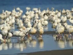 Snow geese Stock Footage