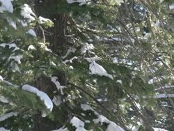 Snowy pine tree branches and blowing snow Stock Footage
