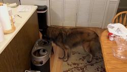 A pet food revolution towards minimally processed food Instructional Video