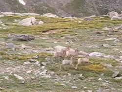 MS TS Shot of Rocky mountain bighorn sheep (Ovis canadensis) ewes and lambs running on tundra / Idaho springs, Colorado, United States Stock Footage