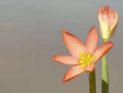 MS Shot of Common Cape tulips with one open flower and one closed bud / Namaqualand, Northern Cape, South Africa Stock Footage