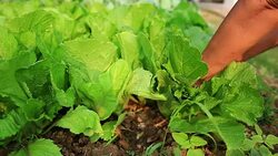 Woman is harvesting a vegetable in garden Stock Footage