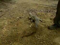 POV push-in - A man releases a young freshwater crocodile which runs into a billabong / Darwin, Australia Stock Footage