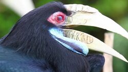Hornbill Stock Footage