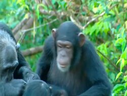 MCU Mother grooming younger chimp, Other chimps look on Stock Footage