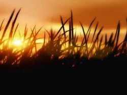 Blowing grass in sillhouette with warm sun and clouds Stock Footage