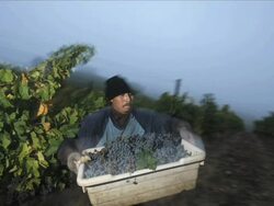 Napa Valley Grape Harvest Stock Footage