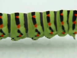 Caterpillar crawling and defecating Stock Footage