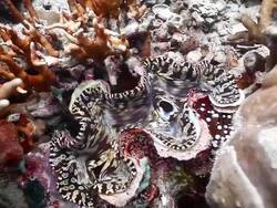 CU Shot of Giant clam with among corals / Sipadan, Semporna, Tawau, Malaysia Stock Footage