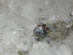 Hermit sisyphus Stock Footage