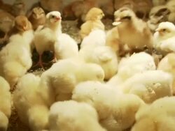 Chickens Stock Footage