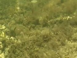 Pollution 002  60i Stock Footage