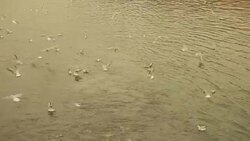 Gulls on Danube river Stock Footage