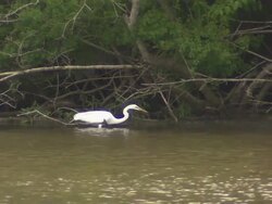 Long shot of the snowy egret across the river bank. Stock Footage