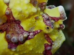 ECU Yellow Clown Frogfish (Antennarius maculatus) profile / Cabilao Island, Philippines Stock Footage