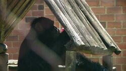 Icy treats for zoo animals in Rio after sweltering temperatures hit Latin America Instructional Video