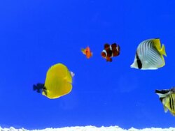 Aquarium Stock Footage