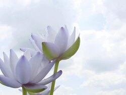Lotus flower against beautiful blue sky Stock Footage