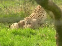 Cheetah Septuplets Born at Whipsnade Zoo News Clip