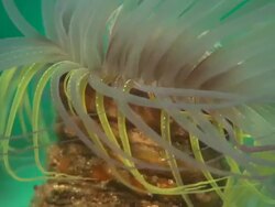 Anemone, Burrowing, Macro with light, Mexico  Stock Footage