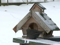 MS Bird eating food from near bird house  /  Kastel-Staadt, Rhineland-Palatinate, Germany Stock Footage