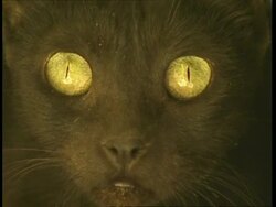 ECU black cat stares, to camera Stock Footage