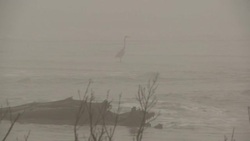 A heron stands in the misty surf. Stock Footage