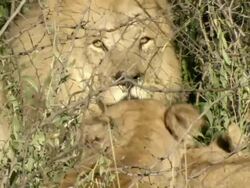 CU Lion approaching and joining pride at unidentified carcass / Okavango Delta, North West District, Botswana Stock Footage