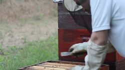 Beekeeper Checking Bee Hive Stock Footage