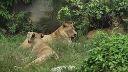 Group of lions living Stock Footage
