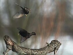MS SLO MO Two Starling fighting with each other / Vieux Pont, Normandy, France  Stock Footage