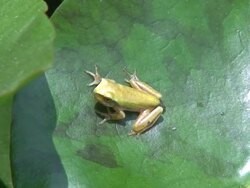 Hyla meridionalis jumping Stock Footage