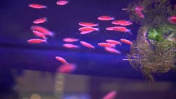 neon fish Stock Footage