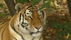 close-up - a portrait of a tiger Stock Footage