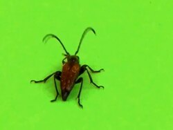 NTSC: Beetle Stock Footage